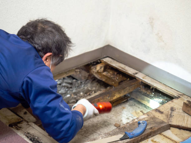 Best HVAC Mold Remediation in Homeland Park, SC