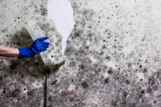 Best Insurance-Related Mold Remediation in Homeland Park, SC